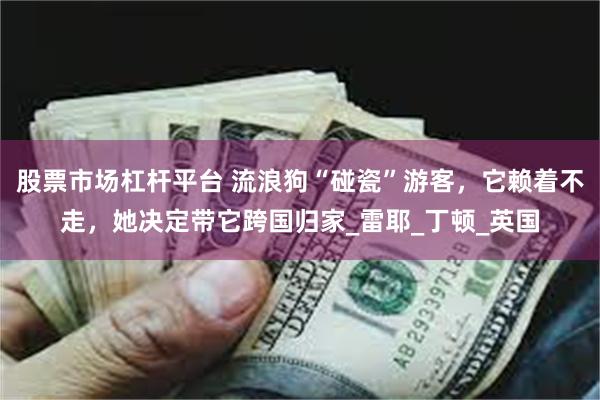 股票市场杠杆平台 流浪狗“碰瓷”游客，它赖着不走，她决定带它跨国归家_雷耶_丁顿_英国