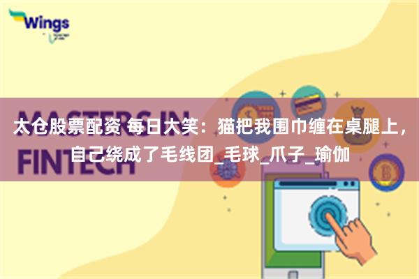 太仓股票配资 每日大笑：猫把我围巾缠在桌腿上，自己绕成了毛线团_毛球_爪子_瑜伽